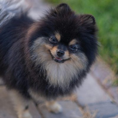 Culture Pom Puppy / Adults