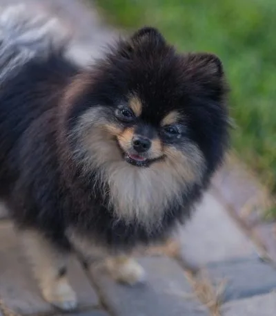 Culture Pom Puppy / Adults