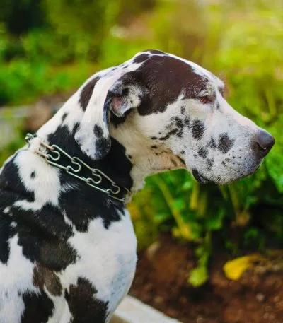 Great Dane Price in Bhopal - Rare Harlequin Puppy for Sale