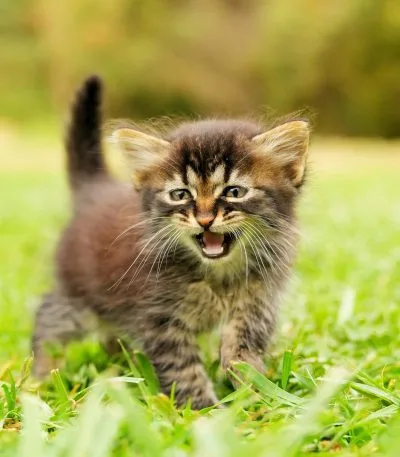 Exotic Short Hair Kitten/Adult