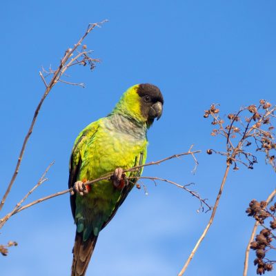 Buy Nanday Conure Pair - Black Hooded Green Parrot