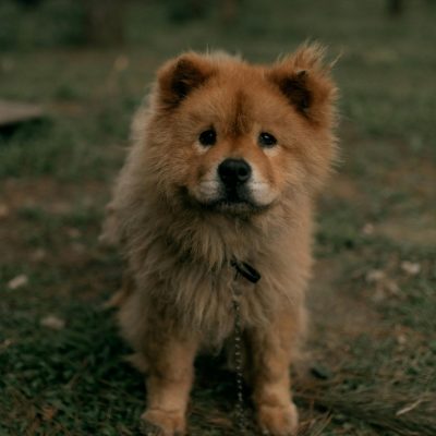 Chow Chow Puppy & Adult | Fawn Color