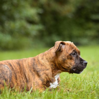Buy Boxer Puppy Online - Muscular Fawn Boxer Pup