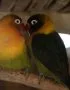 Buy African Love Birds Green - Black Masked Emerald Bird