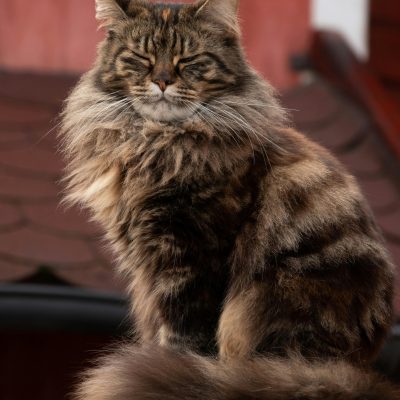 Siberian cat Kitten/Adult