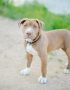Buy American Bully Pocket Size Puppy - Heavy Bone Compact Pup