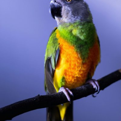 Buy Senegal Parrot Pair - Grey Head and Yellow Vest Bird