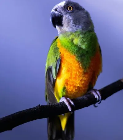 Buy Senegal Parrot Pair - Grey Head and Yellow Vest Bird