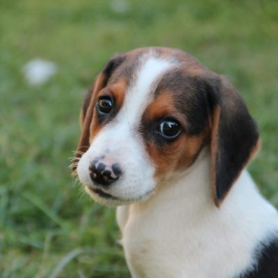 Beagle - Tri Color Puppy/Adult