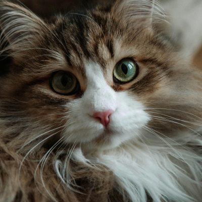 Buy Siberian Cat Kitten - Fluffy Hypoallergenic Forest Cat