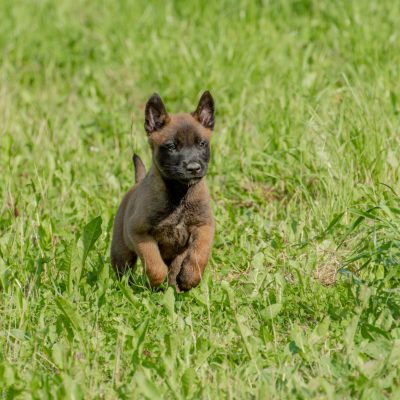 Belgian Malinois Puppy