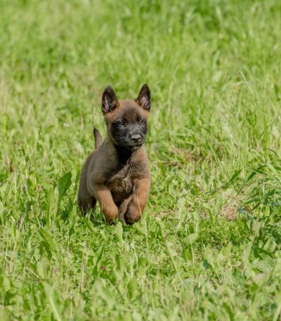 Belgian Malinois Puppy