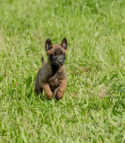 Belgian Malinois Puppy