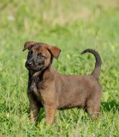 Buy Belgian Malinois Puppy - High Drive Protection Dog