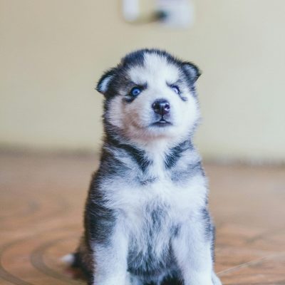Siberian Husky Blue Eye