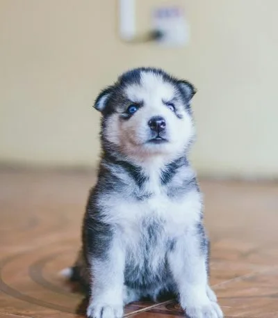 Siberian Husky Blue Eye