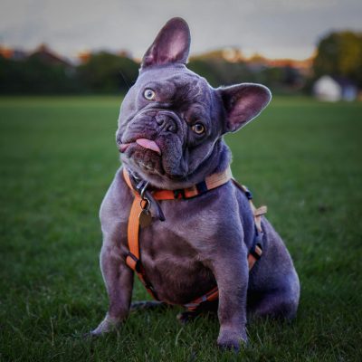 French Bulldog Puppy / Adult | Blue Color