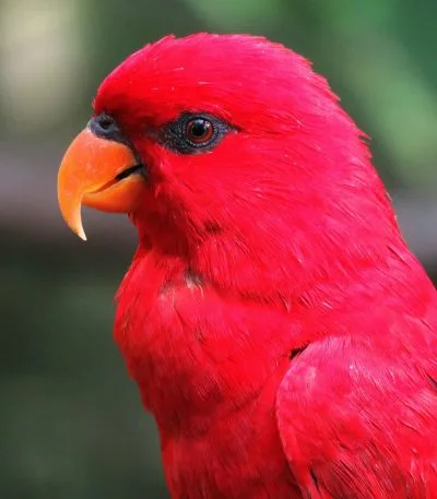 Buy Red Lorikeet Online - Intense Scarlet Red Parrot