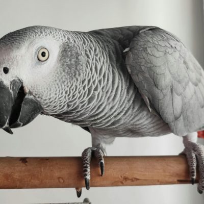 African Grey Parrot