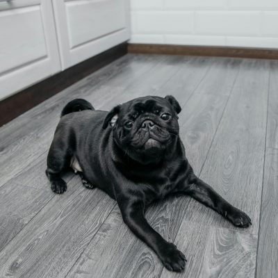 Pug Puppy /Adult | Black Color