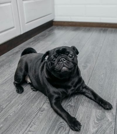 Pug Puppy /Adult | Black Color