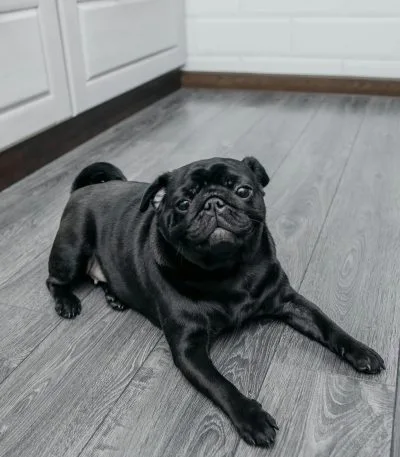 Pug Puppy /Adult | Black Color