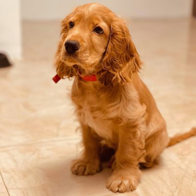 Cocker Spaniel Puppy / Adult | Brown Color