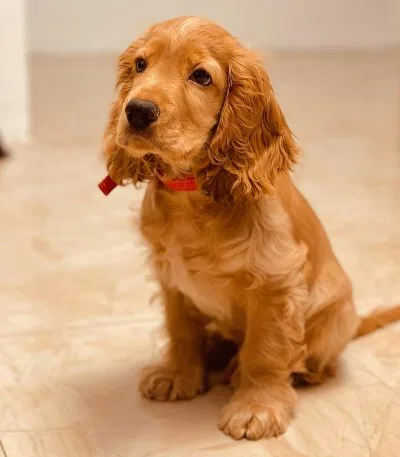 Cocker Spaniel Puppy / Adult | Brown Color