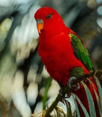 Buy Chattering Lorikeet - Intense Scarlet Red Talking Bird