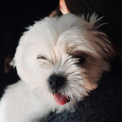 White Shih Tzu Bhopal - Pure White Puppy for Sale