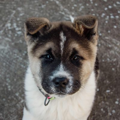 Buy Akita Puppy - Powerful Japanese Bear Dog Pup