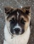 Buy Akita Puppy - Powerful Japanese Bear Dog Pup