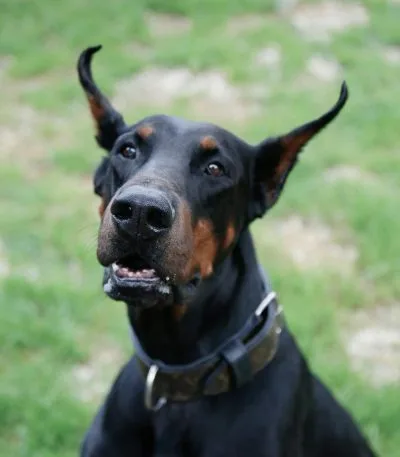 Buy Black and Rust Doberman Puppy - Sleek Classic Guard Dog