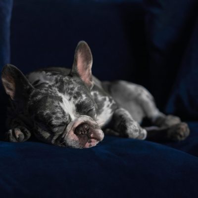 French Bulldog Puppy / Adults | Merle