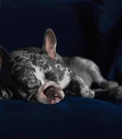 French Bulldog Puppy / Adults | Merle