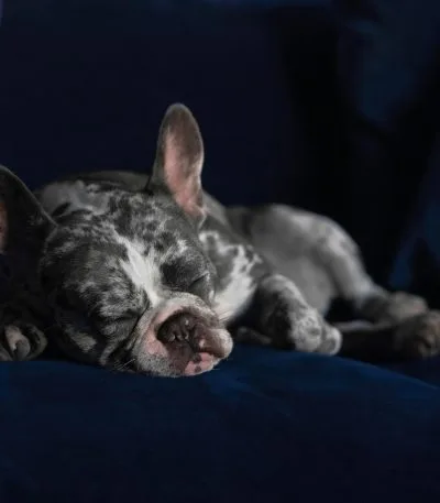 French Bulldog Puppy / Adults | Merle