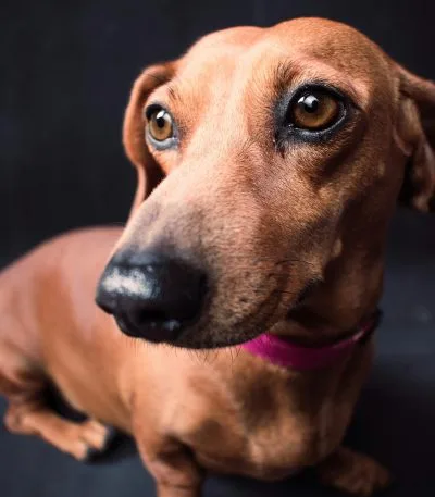 Dachshund - Red Color Puppy/Adult
