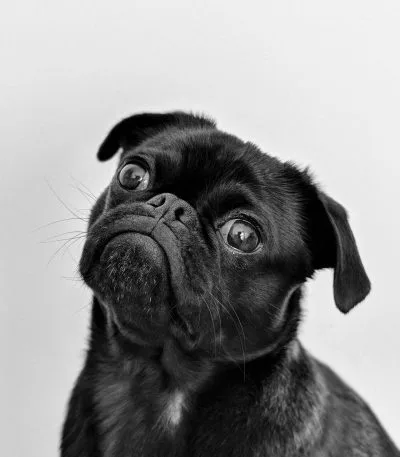 Black Pug Bhopal - Solid Black Puppy for Sale