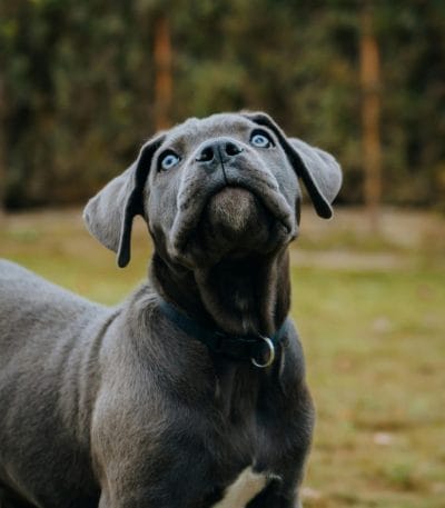 Buy Cane Corso Puppy - Powerful Italian Mastiff Guardian