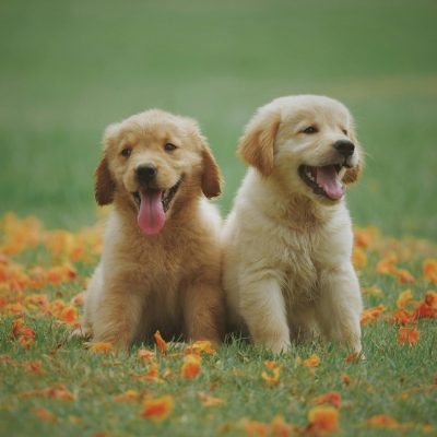 Golden Retriever Puppy /Adults | Golden Color