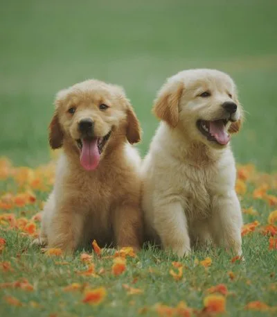 Golden Retriever Puppy /Adults | Golden Color