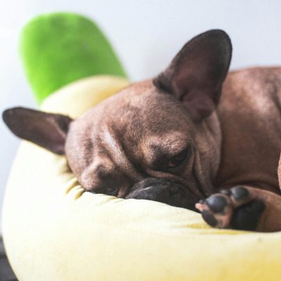 French Bulldog Price in Bhopal - Dark Brindle Puppy for Sale