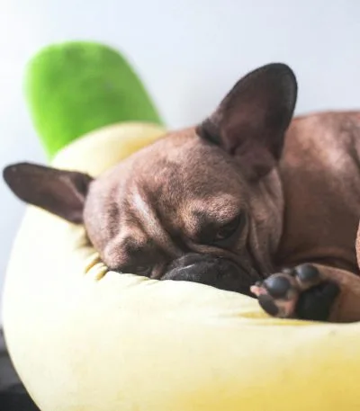 French Bulldog Price in Bhopal - Dark Brindle Puppy for Sale