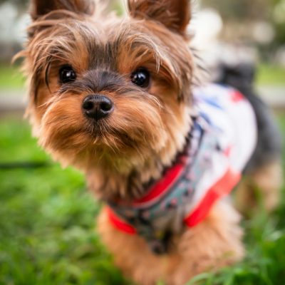 Yorkshire Terrier Puppy