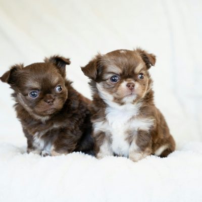 Chihuahua Puppy - Adults