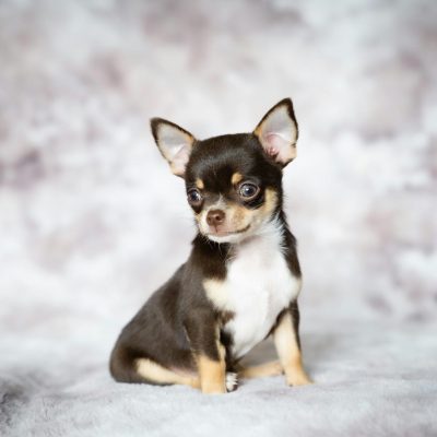 Buy Chihuahua Puppy Online - Tiny Apple Head Pup