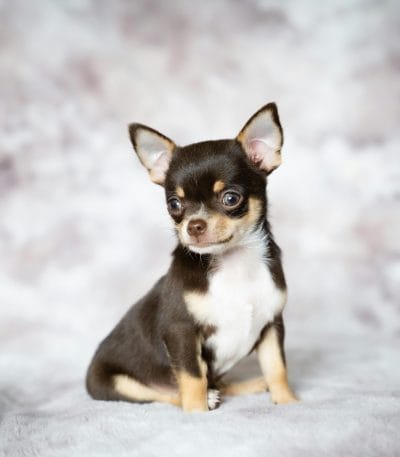 Buy Chihuahua Puppy Online - Tiny Apple Head Pup