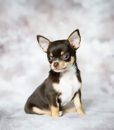 Buy Chihuahua Puppy Online - Tiny Apple Head Pup