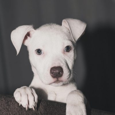 Buy Dogo Argentino Puppy - Pure White Muscular Guard Dog
