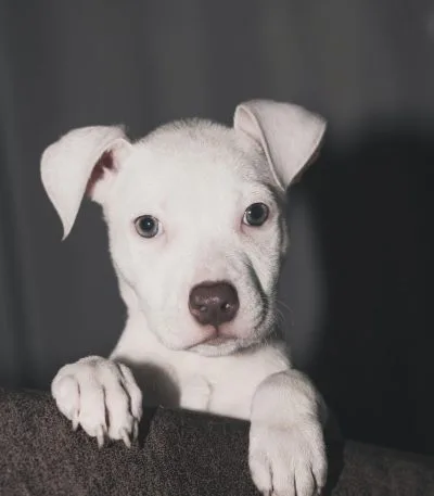 Buy Dogo Argentino Puppy - Pure White Muscular Guard Dog